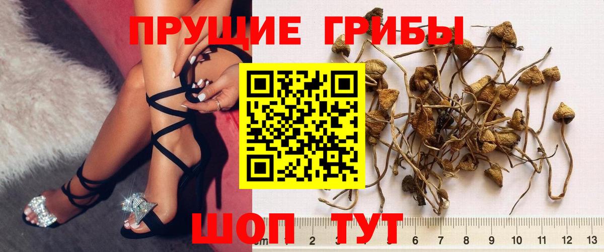 Семёнов  Псилоцибиновые грибы Psilocybe  Вход с VPN  Галлюциногенные грибы GOLDEN TEACHER 